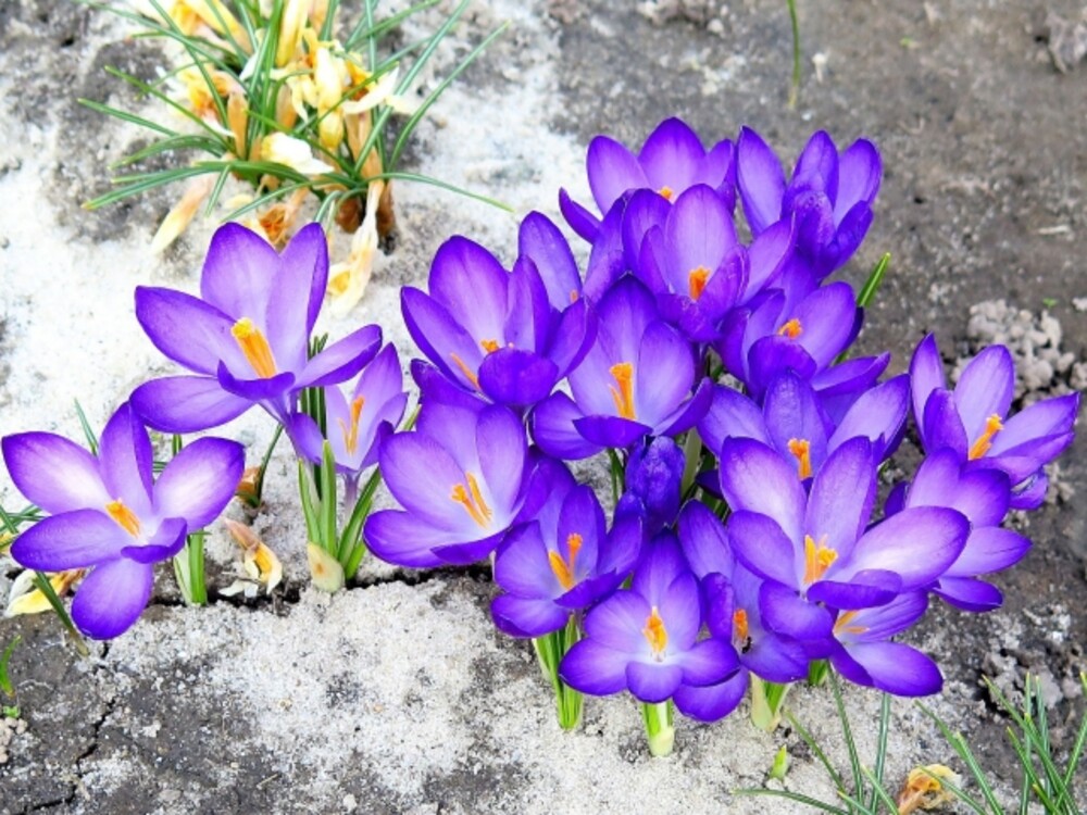 Весенние первоцветы: фото с названиями